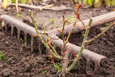 Ein junger Rosenstrauch mit neuen Trieben steht bereit zum **Rosen umpflanzen**. Eine alte Harke liegt im frisch aufgelockerten Boden daneben.