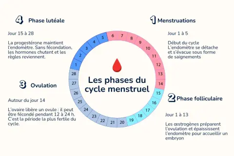 Il ciclo mestruale: mestruazioni, fase follicolare, ovulazione e fase luteale. Se arriva il ciclo prima di finire la pillola, è un segnale da valutare.