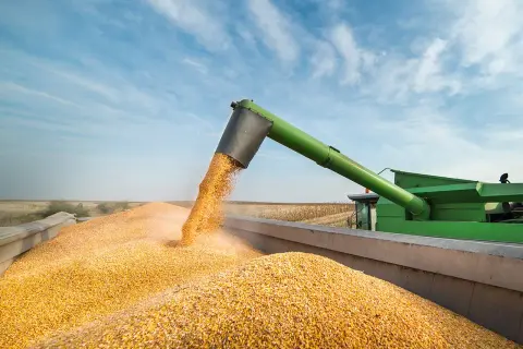 Récolte de maïs en été : une moissonneuse déverse des grains dorés dans une remorque sous un ciel bleu.