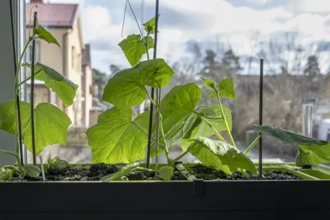 Små gurkplantor växer i en fönsterlåda. Man undrar hur många gurkor per planta det kan bli i sommar.