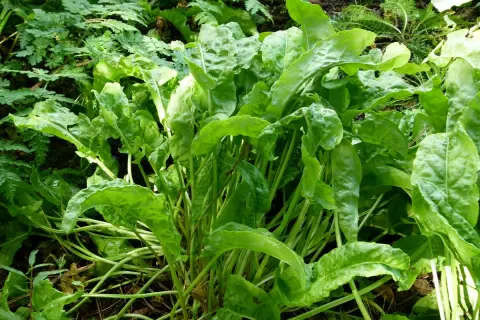 Ein dichter Busch grüner Sauerampfer Pflanzen wächst im Garten. Die Blätter sind frisch und leicht gewellt.