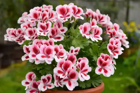 Kwitnące pelargonie angielskie w doniczce, z pięknymi, dwukolorowymi kwiatami w odcieniach bieli i głębokiej czerwieni.