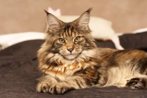 Majestatyczny maine coon o rudym umaszczeniu, z puszystą kryzą i charakterystycznymi pędzelkami na uszach, emanuje spokojem. Jego spojrzenie zdradza łagodny maine coon charakter.