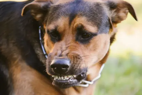 Ein wütender Hund knurrt mich an, seine Zähne sind gefletscht.