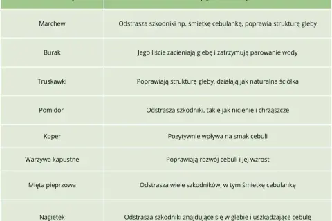 Tabela podpowiada, co sadzić obok cebuli: marchew, burak, truskawki, pomidor, koper, warzywa kapustne, mięta, nagietek.