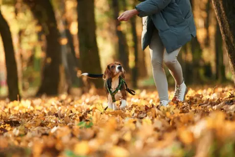 Jesienny spacer. Beagle wpatrzony w rękę opiekuna, zastanawia się, dlaczego pies chodzi za mną krok w krok.