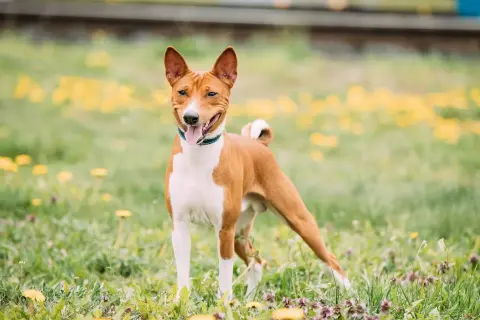 Rudy basenji z białymi znaczeniami, z językiem na wierzchu, stoi na łące pełnej żółtych kwiatów. Jego charakterystyczny, radosny wyraz pyska oddaje jego żywiołowy basenji charakter.