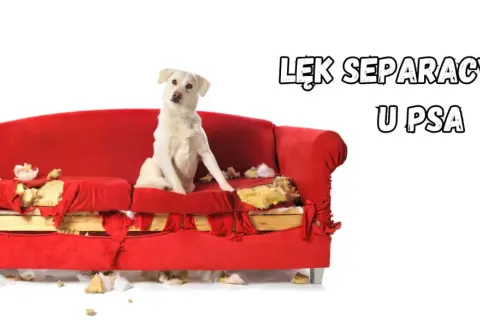 Biały pies siedzi na zniszczonej czerwonej kanapie, symbolizując lęk separacyjny u psa.