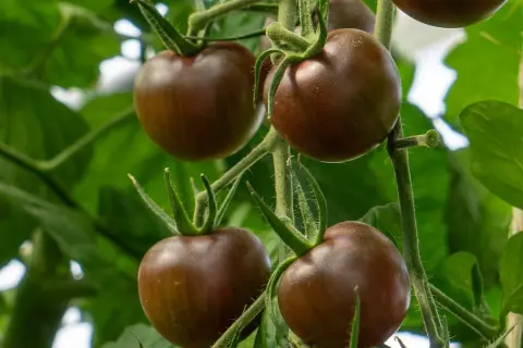 Mörka, chokladbruna körsbärstomater hänger mogna på en gren bland gröna blad.