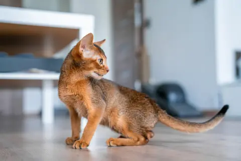 An Abyssinian cat, possibly experiencing feline hyperesthesia syndrome, crouches on a wooden floor, its gaze fixed on something unseen.
