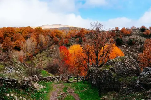 Un camino de tierra atraviesa un hayedo en Madrid, con árboles de hojas naranjas y rojas bajo un cielo azul.