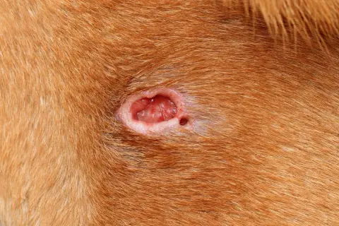 Primer plano de una herida abierta en la piel de un perro, mostrando tejido rojo y húmedo. Un ejemplo de los tipos de heridas en perros.