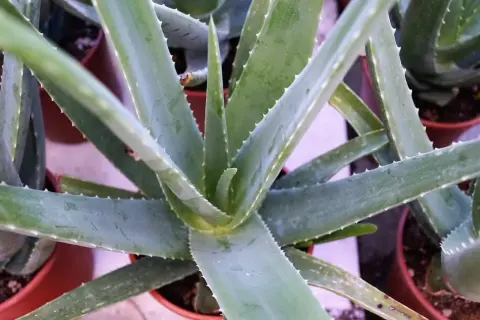 Grube, soczyste liście aloesu, znane z tego, na co działa aloes, w doniczkach.