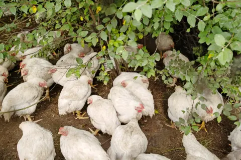 Eine Gruppe weißer Hühner kauert im Schatten von Blättern. Einige zeigen rote Köpfe, was auf Marek-Huhn-Symptome hindeuten könnte.