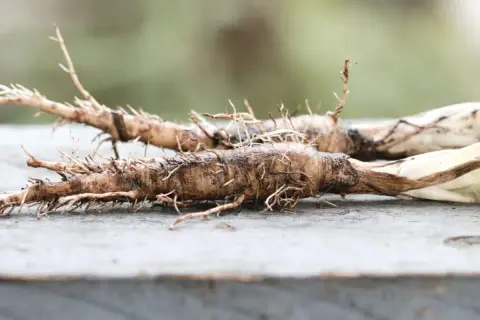 Salsefia co to? Dwa korzenie salsefii, brązowe, z licznymi cienkimi korzonkami, leżą na drewnianym blacie.