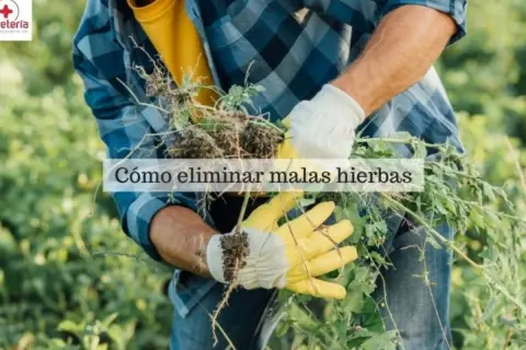 Hombre con guantes amarillos y blancos arranca malas hierbas de raíz. Aprende cómo eliminar malas hierbas para siempre y mantén tu jardín impecable.