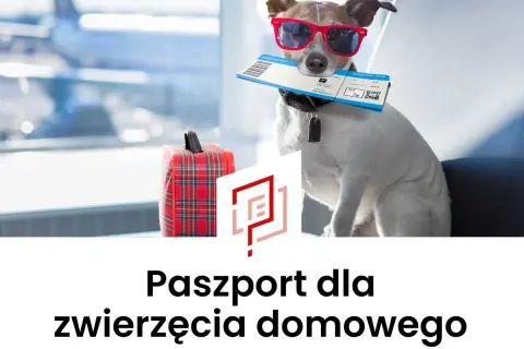 Pies w okularach przeciwsłonecznych trzyma bilet lotniczy, gotowy do podróży. Obok walizka. To jego paszport dla psa.