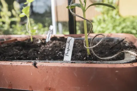 En liten planta av gurka Louisa växer i en kruka.