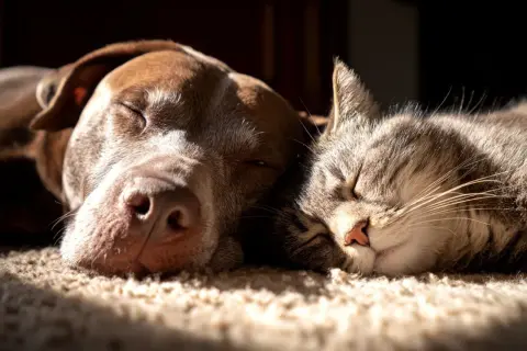 Un perro y un gato duermen juntos, acurrucados en una alfombra. Los perros quieren a sus dueños, y esta imagen muestra la paz que sienten.