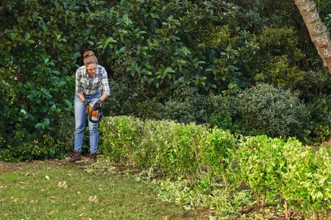 Mujer podando un seto aligustre con cortasetos, lidiando con los problemas de crecimiento descontrolado.