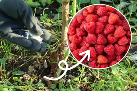 Ręka w rękawiczce rozsypuje granulowany nawóz wokół łodygi maliny, sugerując, czym nawozić maliny dla obfitych plonów.