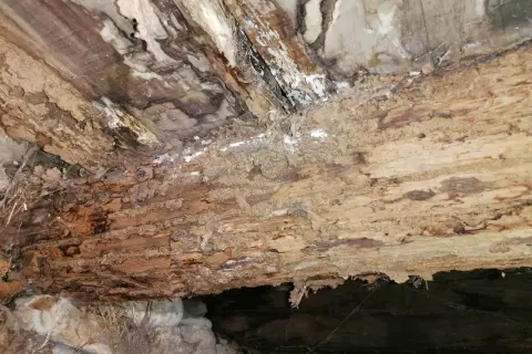 Madera podrida y con moho, un problema que requiere saber como eliminar el moho de la madera para restaurarla.