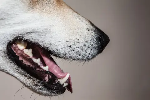 Close-up of a dog's open mouth, revealing the intricate dog tooth anatomy with sharp incisors and molars.