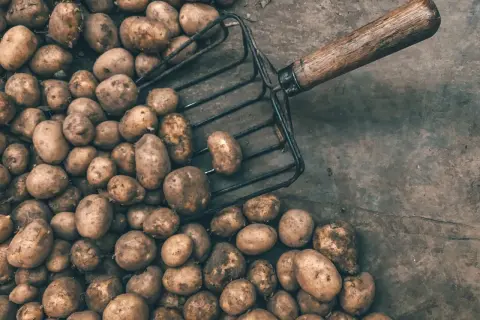 Ile kalorii ma 100 g ziemniaków? Zaskakujące różnice w kaloryczności