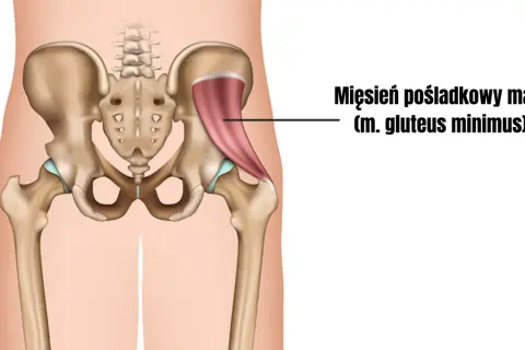 Anatomia miednicy z zaznaczonym mięśniem pośladkowym małym.