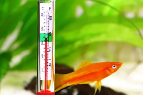 Termometr akwariowy pokazuje, jaka temperatura w akwarium jest idealna dla pomarańczowej rybki.