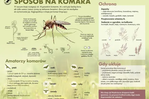 Duży komar na ilustracji to samica, która potrzebuje krwi do produkcji jaj.