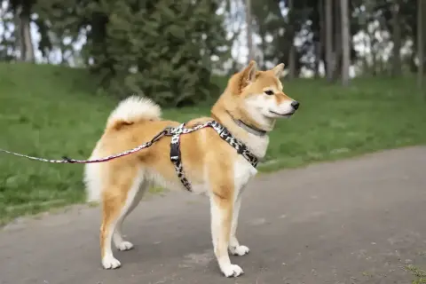 Uroczy shiba inu w szelkach i na smyczy stoi na ścieżce w parku, otoczony zielenią.
