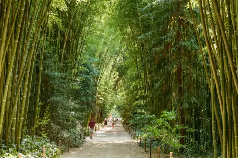 Promenade dans la bambouseraie d'Anduze, un homme et son chien profitent de l'ombre des bambous.