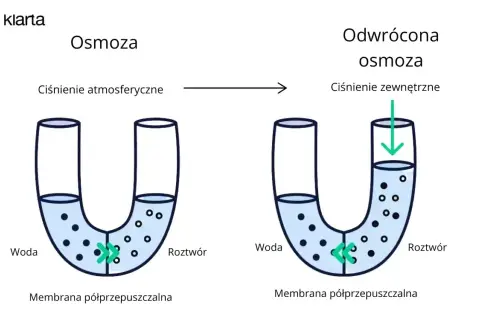 Osmoza: Co to jest? Zrozum kluczowy proces w życiu i naturze