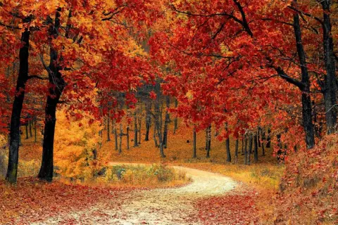 Senderos cubiertos de hojas rojas y doradas, entre árboles de **paisajes bosque otoño** vibrantes.