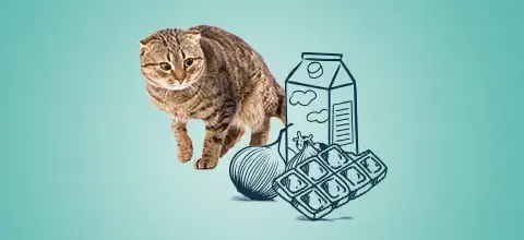Czy koty mogą jeść cebulę? Dowiedz się, jak uniknąć zatrucia.