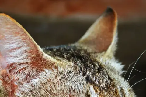 Zbliżenie na ucho kota, widoczne futro i delikatne włoski. Może to być objaw zapalenia ucha u kota, wymagającego uwagi weterynarza.