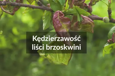 Kędzierzawość liści brzoskwini. Czas na oprysk na brzoskwinię, by uratować młode listki przed chorobą.