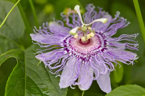 Eine lila Passionsblume mit feinen Fäden. Für die richtige **Passionsblume Pflege** braucht sie viel Sonne und einen guten Rückschnitt.