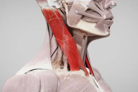 Der Musculus sternocleidomastoideus, ein kräftiger Halsmuskel, ist in Rot hervorgehoben.