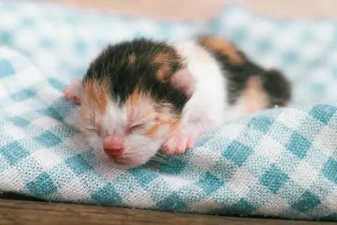 Un adorable gato recién nacido, con su pelaje tricolor, duerme plácidamente sobre una manta a cuadros.