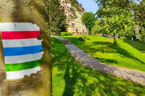 Kolorowy szlak turystyczny namalowany na drzewie w parku, obok ścieżki i zielonego trawnika.
