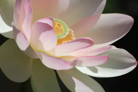 Kwiat Lotosu: Znaczenie, Symbolika i Inspiracja (Oświecenie, Czystość)