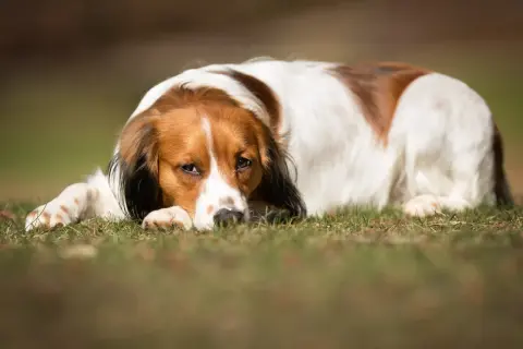 En trött hund med brun och vit päls ligger på gräset. Den ser lite hängig ut, kanske har den diarre hund.
