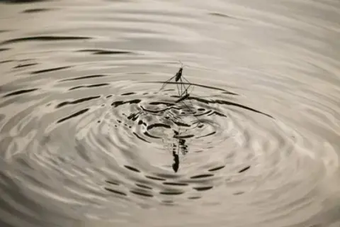 Todo lo que necesitas saber sobre las pulgas de agua y su importancia ecológica