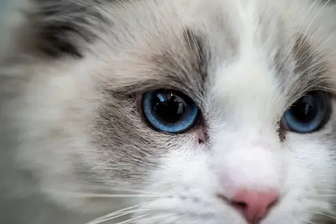 Ragdoll: Kotka czy Kocur? Wybierz idealnego towarzysza!