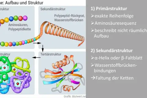 Schema zeigt den Proteine Aufbau: von Aminosäuren zur komplexen Quartärstruktur. Der Proteine Aufbau erklärt die Faltung.