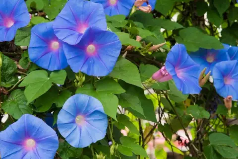 Vibrant blue morning glories bloom, their trumpet shapes unfurling. While beautiful, are morning glories poisonous? The seeds can be, but the flowers are generally safe.