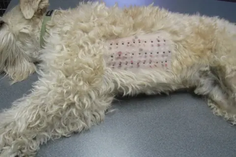 Ile kosztują testy alergiczne dla psa? Poznaj ceny i opcje dostępne