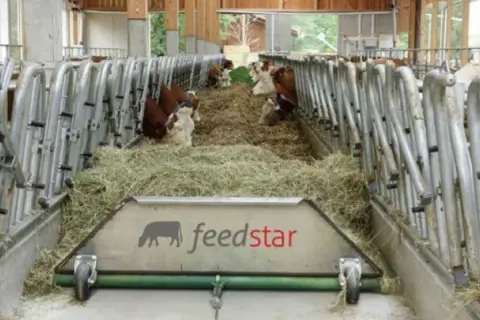 Nowoczesne stanowiska dla byków z systemem Feedstar. Zwierzęta jedzą siano w oborze.